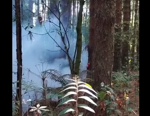 Bomberos controlan incendio forestal en Prusia