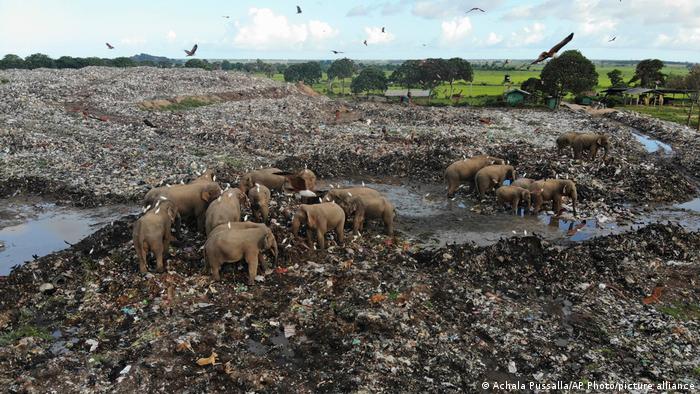 Elefantes mueren por comer residuos plásticos de basurero.