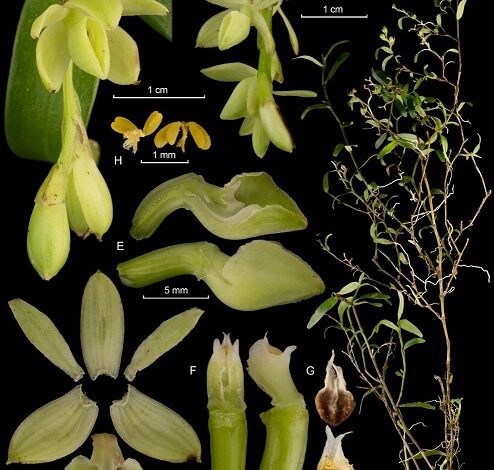 Descubren 20 nuevas especies de orquídeas en áreas silvestres protegidas del país
