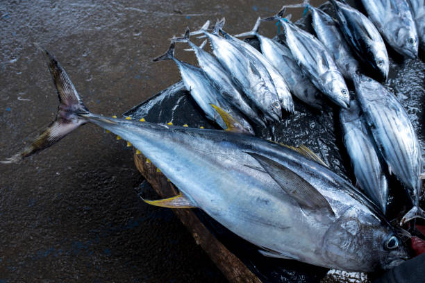 Reforman reglamento de asignación de cuota de atún