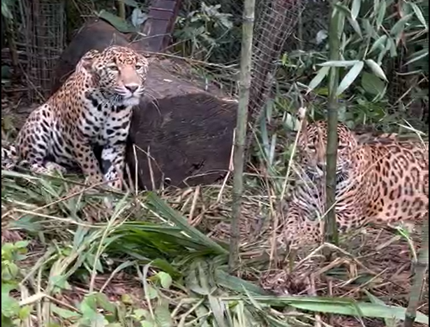 Finquero tenía dos jaguares en cautiverio