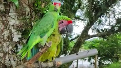Lora copete rojo y guacamaya verde en cautiverio con sus alas recortadas