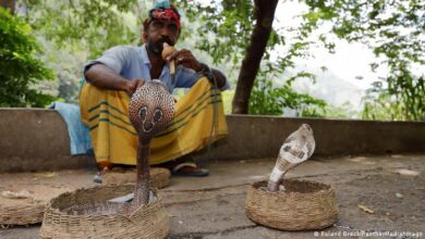 Una cobra muere tras recibir una mordedura de un niño en la India