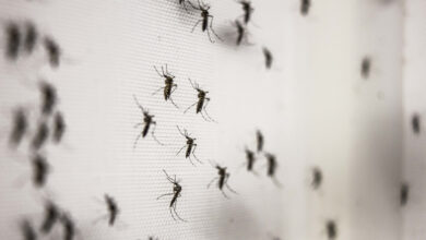 Científicos proponen un truco para repeler a los mosquitos
