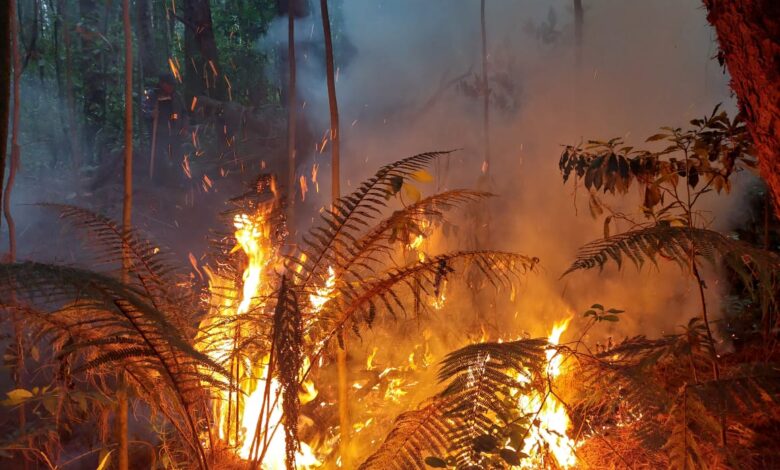 Incendio forestal en sector Prusia consume más de 1 hectárea