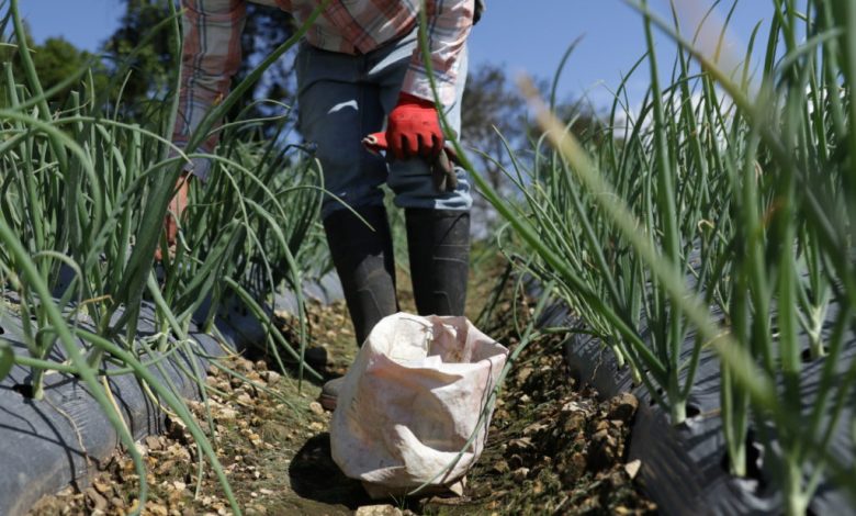 Crecen incapacidades por accidentes laborales en trabajos agrícolas
