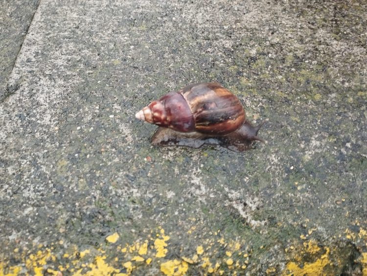 Detectan brote de caracol gigante africano en Heredia