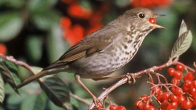 Científicos revelan cómo es la travesía de las aves migratorias en el trópico