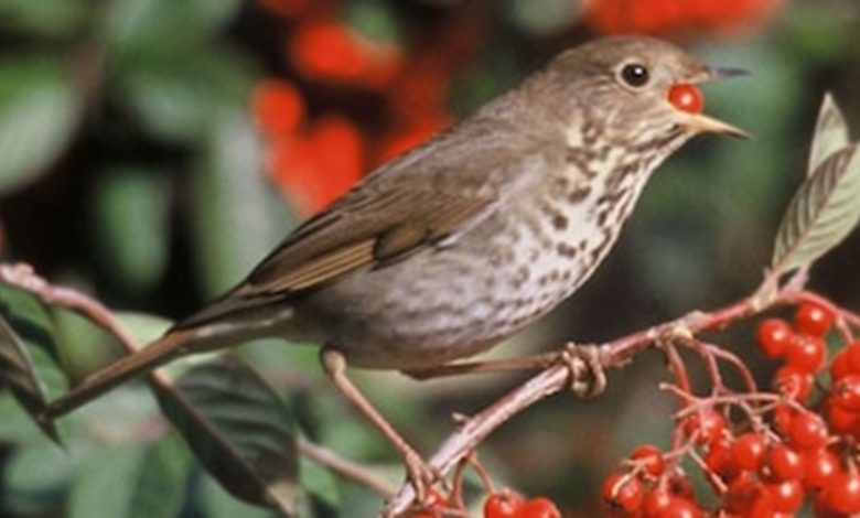Científicos revelan cómo es la travesía de las aves migratorias en el trópico