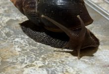 Detectan brote de caracol gigante africano en Heredia