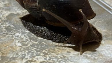 Detectan brote de caracol gigante africano en Heredia