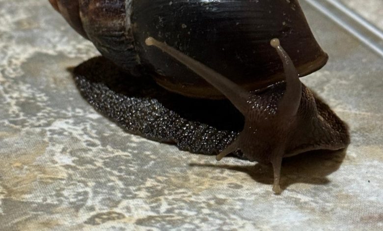Detectan brote de caracol gigante africano en Heredia