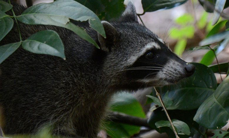 Incidentes con fauna silvestre se incrementan y expertos piden reforzar manejo adecuado
