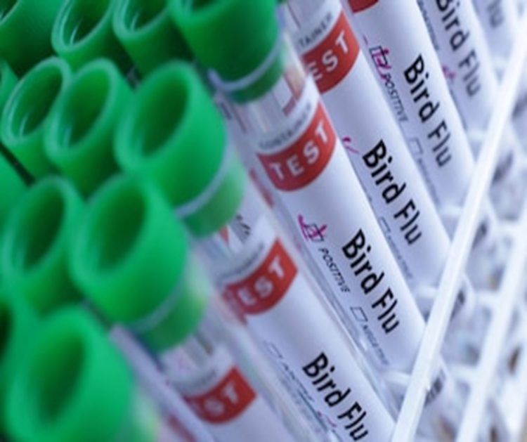 EE.UU. confirma primer caso humano de gripe aviar H5N5 y mantiene bajo riesgo poblacional