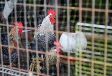 EE.UU. confirma primer caso humano de gripe aviar H5N5 y mantiene bajo riesgo poblacional