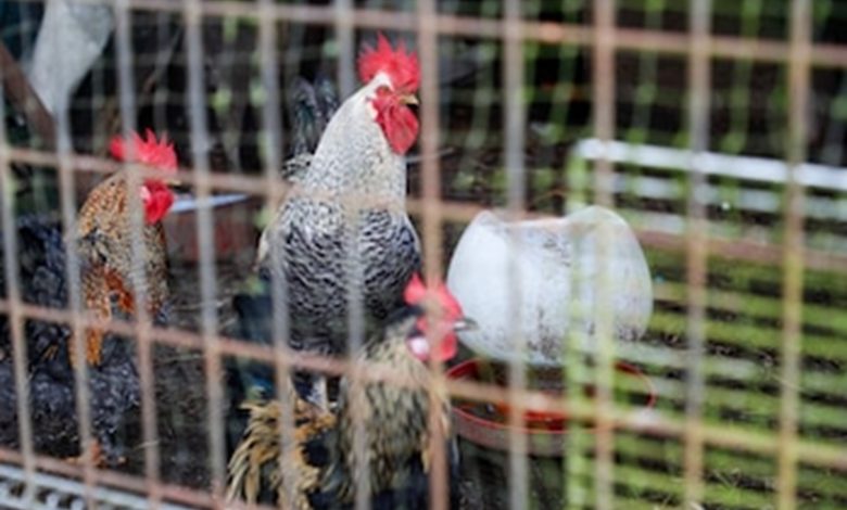 EE.UU. confirma primer caso humano de gripe aviar H5N5 y mantiene bajo riesgo poblacional