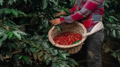Lluvias intensas afectan cultivos asegurados y elevan indemnizaciones del INS