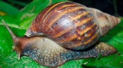 Ministerio de Salud emite alerta sanitaria por presencia del caracol gigante africano en el país