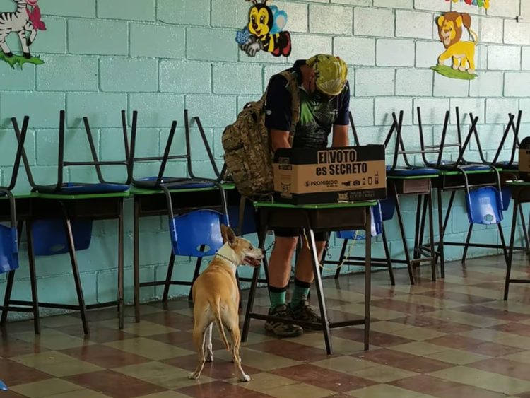 TSE prohíbe animales en las urnas y voto asistido