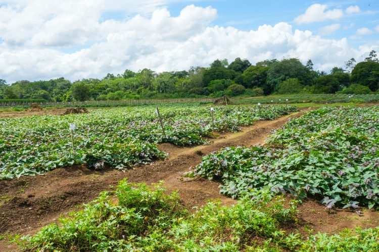 Nuevas aulas fortalecerán la capacitación agropecuaria en Guápiles