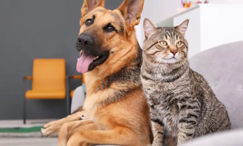 Nuevo reglamento ordena la cría de perros y gatos