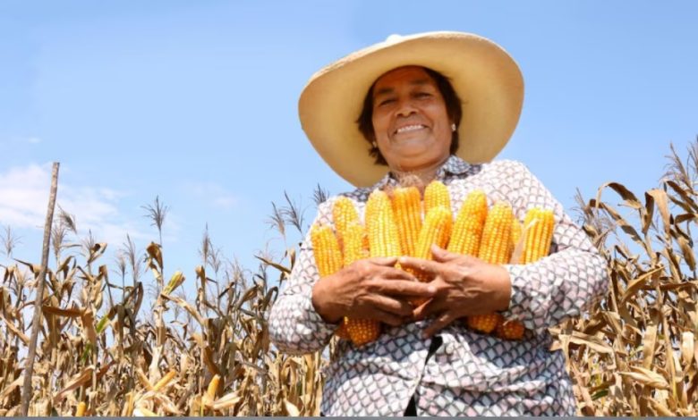 Informe regional expone un déficit crítico de maíz, frijol y arroz en Centroamérica
