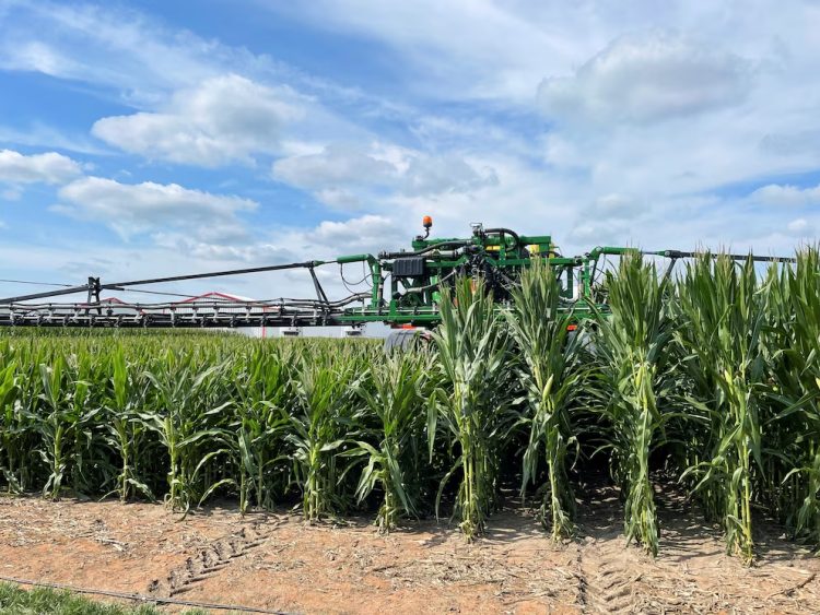 Informe regional expone un déficit crítico de maíz, frijol y arroz en Centroamérica