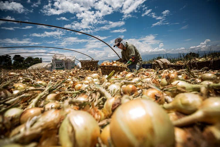 MAG cierra portillos al contrabando de papa y cebolla