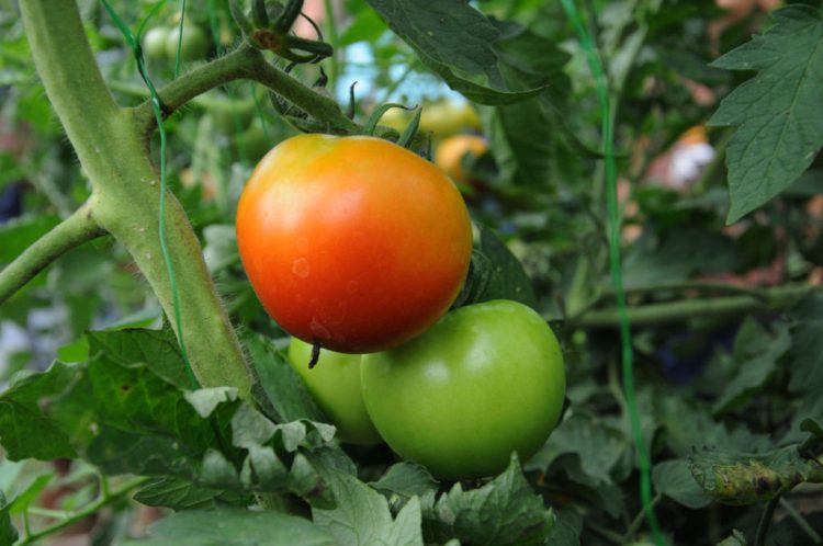 Innovación agrícola: MAG impulsa tomate híbrido de la UCR para reforzar la seguridad alimentaria