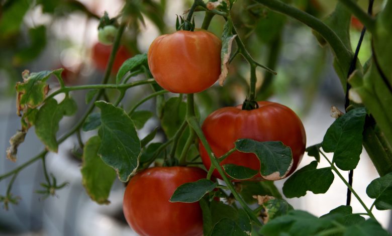 Innovación agrícola: MAG impulsa tomate híbrido de la UCR para reforzar la seguridad alimentaria