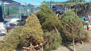 Municipalidad de San José invita a reciclar los árboles de Navidad y evitar su quema