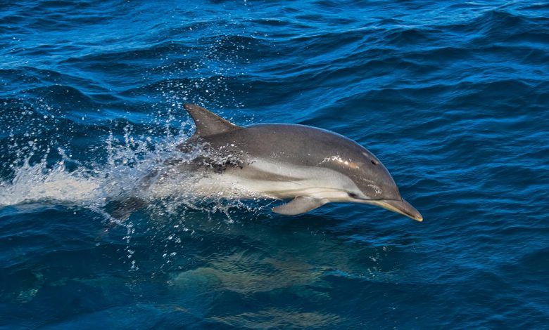 Delfines encallados en el Pacífico costarricense presentan bacteria brucelosis