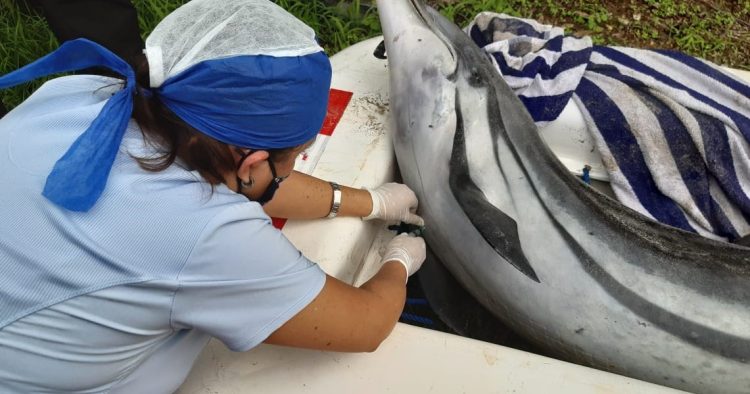 Delfines encallados en el Pacífico costarricense presentan bacteria brucelosis
