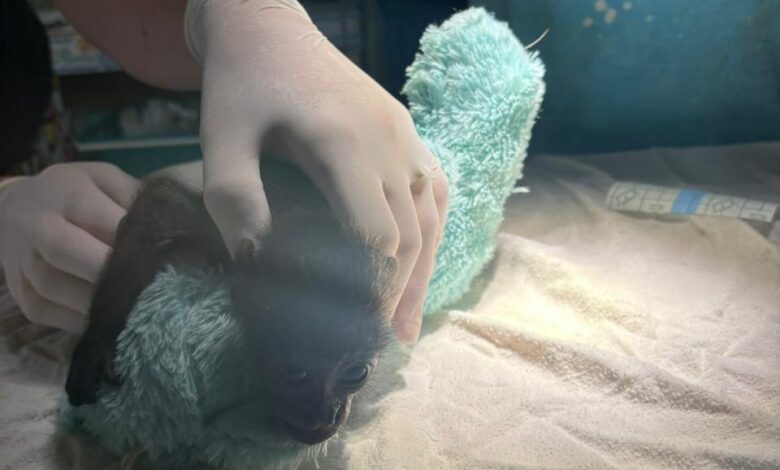 Rescatan ejemplar de Mono Congo en el sector de San Bosco, Pococí