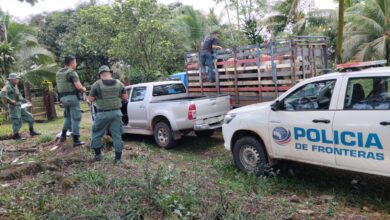 Policía de Fronteras decomisa 12 caballos en condiciones insalubres
