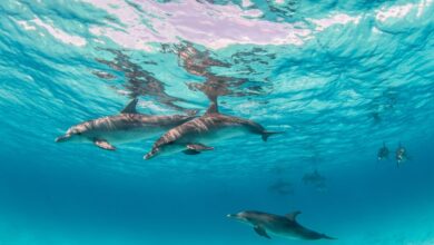 Detectan residuos de aparatos electrónicos en cerebros de delfines del Mar de China Meridional