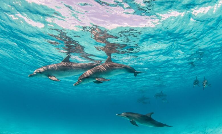 Detectan residuos de aparatos electrónicos en cerebros de delfines del Mar de China Meridional