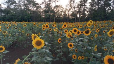 Pital se llena de amarillo: más de 400 mil girasoles florecen con el inicio de la temporada