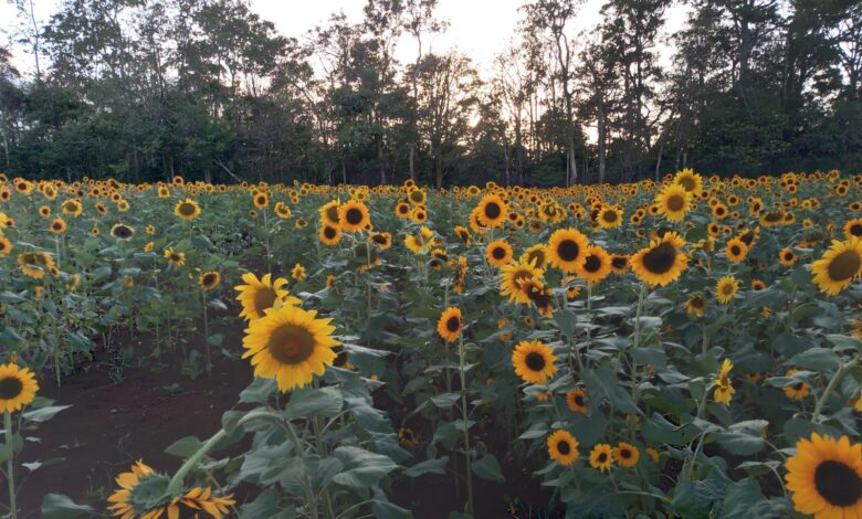 Pital se llena de amarillo: más de 400 mil girasoles florecen con el inicio de la temporada