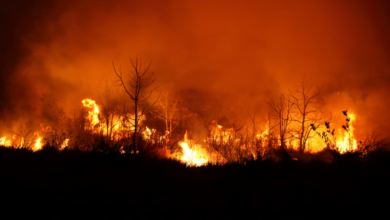 Investigación de la UNED revela causas de incendios en el Parque La Amistad y plantea cómo prevenirlos