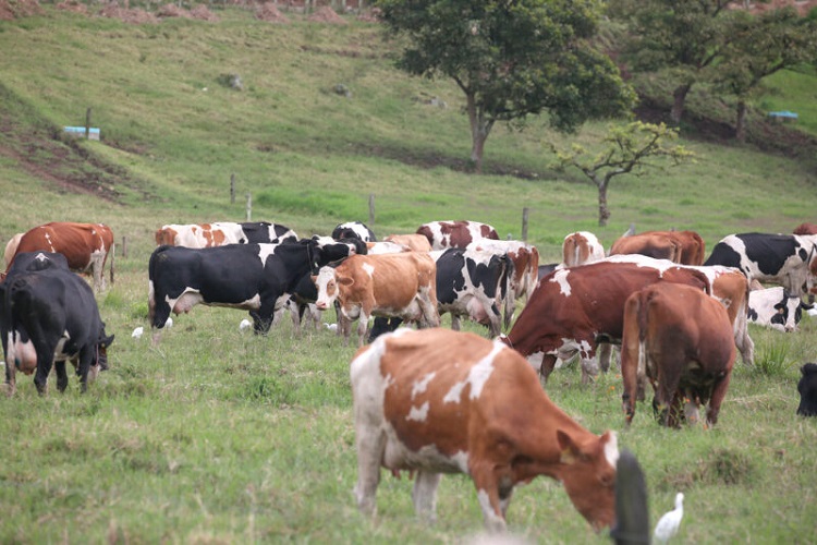 SENASA registra primeros casos de rabia paralítica bovina en Zona Norte