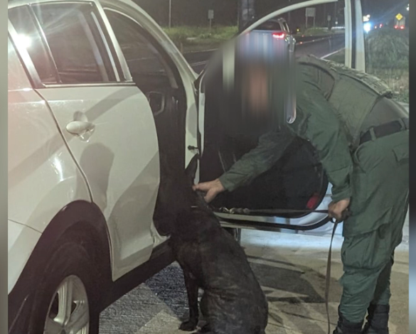 Operativo fronterizo destapó hallazgo que alerta a las autoridades en Golfito