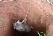 Policía rescata pizote víctima de minería ilegal