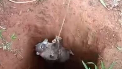 Policía rescata pizote víctima de minería ilegal