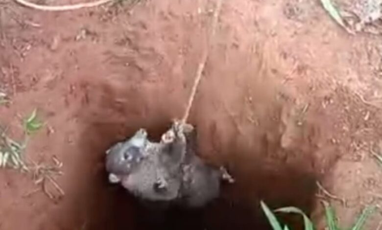 Policía rescata pizote víctima de minería ilegal