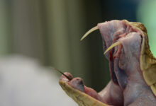 Costa Rica da un salto tecnológico en la identificación de serpientes peligrosas