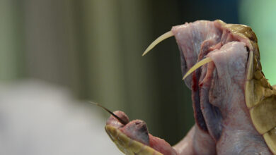 Costa Rica da un salto tecnológico en la identificación de serpientes peligrosas