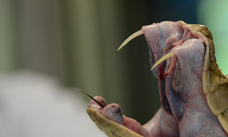 Costa Rica da un salto tecnológico en la identificación de serpientes peligrosas