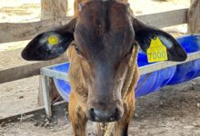 Gobierno da prórroga a productores para identificar a su ganado