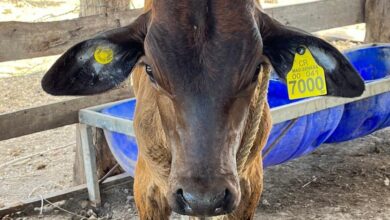 Gobierno da prórroga a productores para identificar a su ganado
